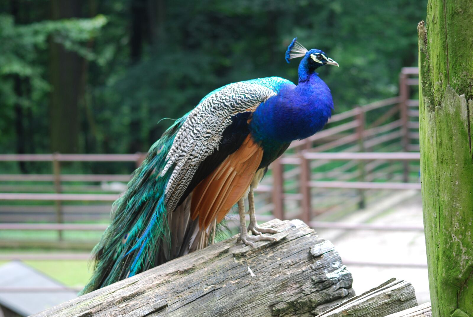 Nikon D40X sample photo. Peacock, bird, zoo photography