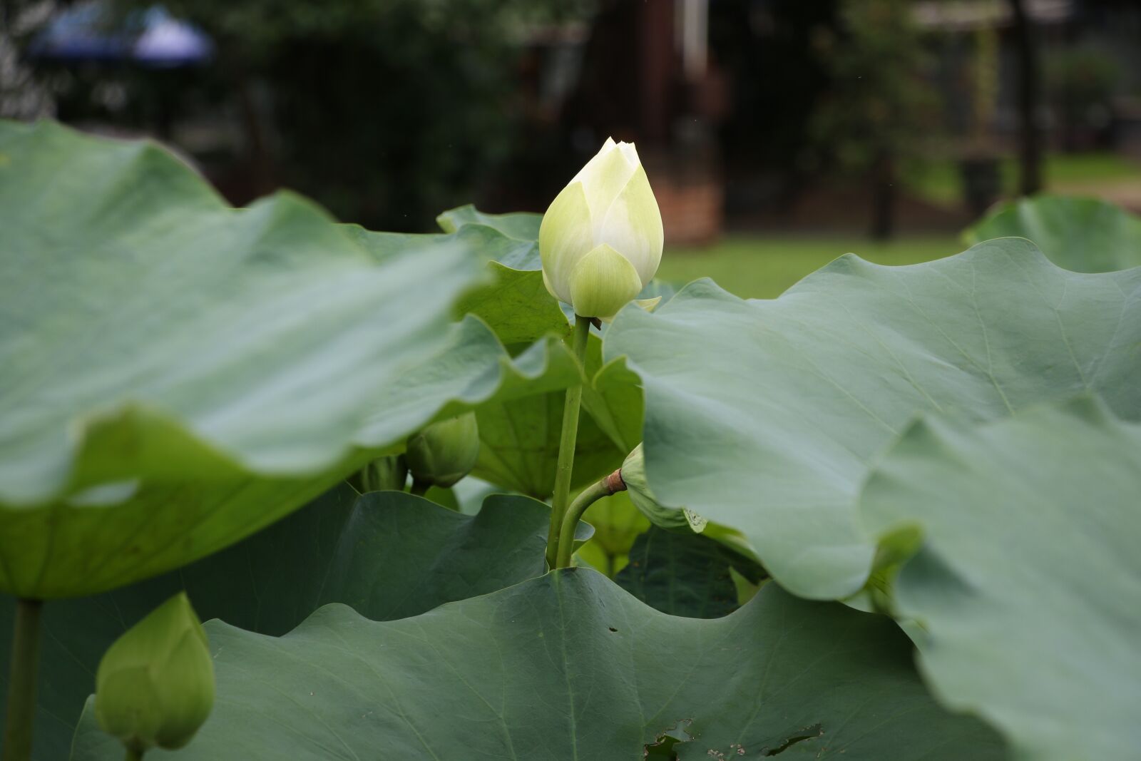 Canon EOS 70D sample photo. Lotus, flower, pond photography