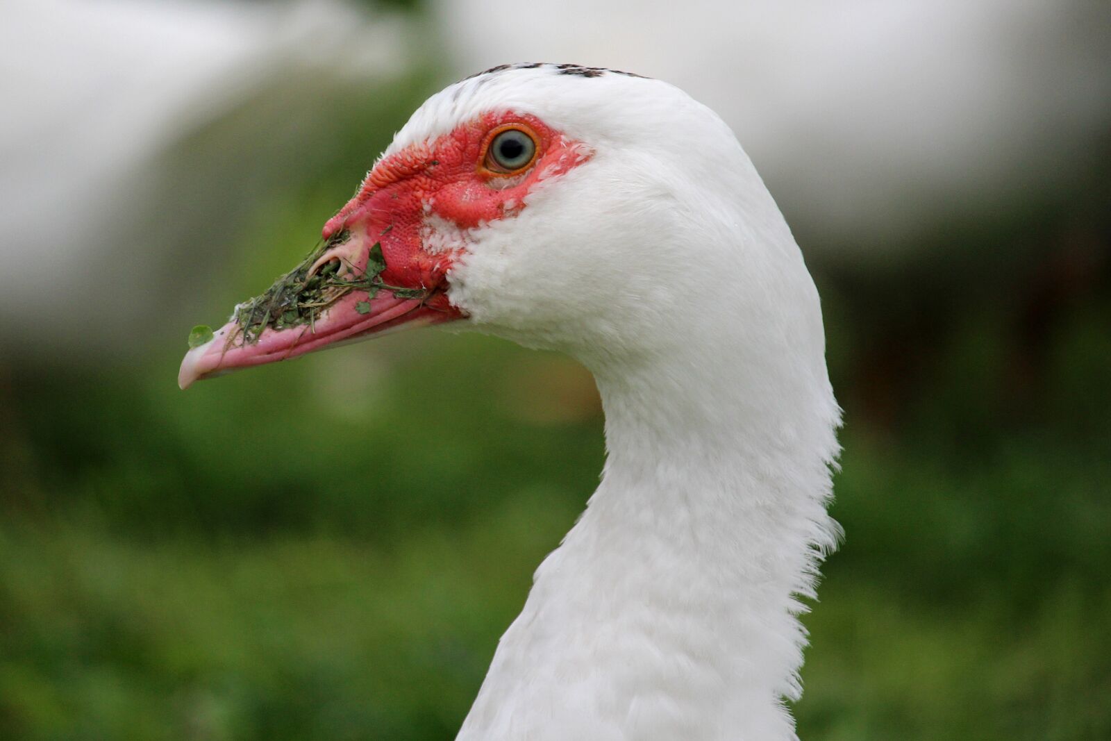 Canon EF-S 55-250mm F4-5.6 IS STM sample photo. Duck, red beak, grass photography
