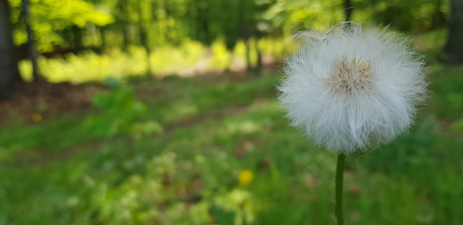 Samsung Galaxy S8+ sample photo. Grass, forest, sun photography