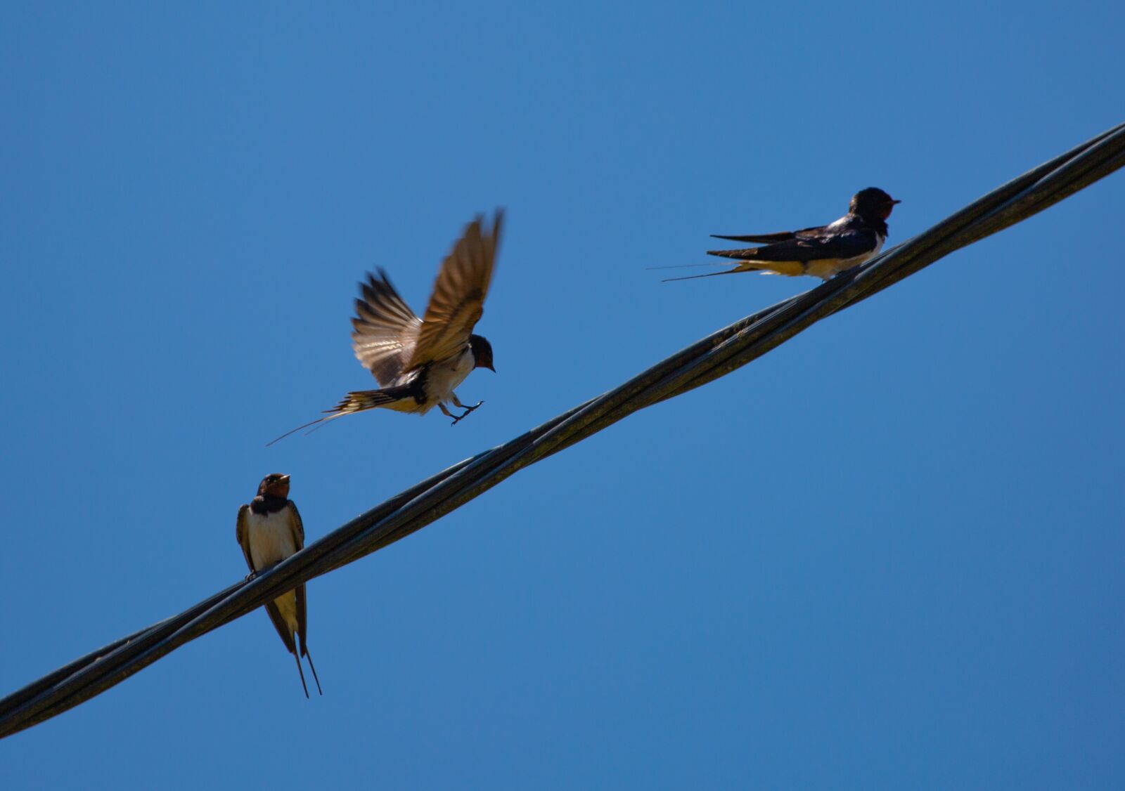 Canon EOS 5D Mark III sample photo. Swallow on a wire photography