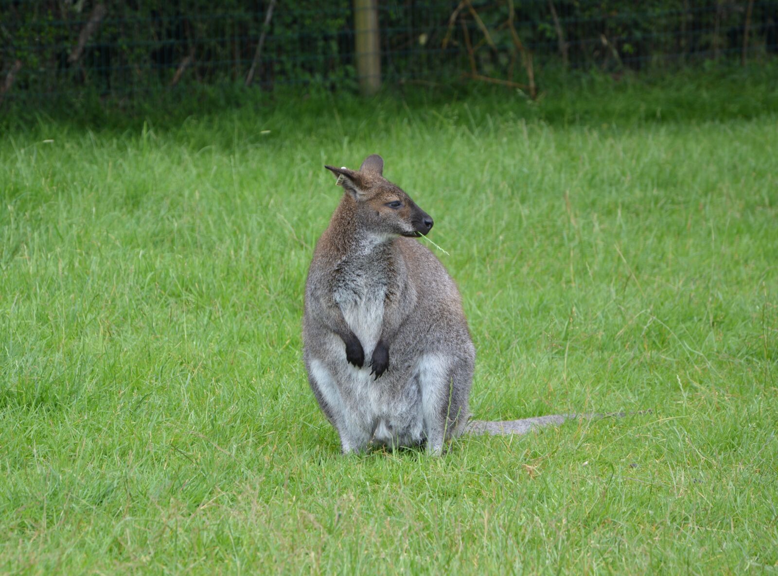 Nikon D5200 sample photo. Kangaroo, mammal, nature photography