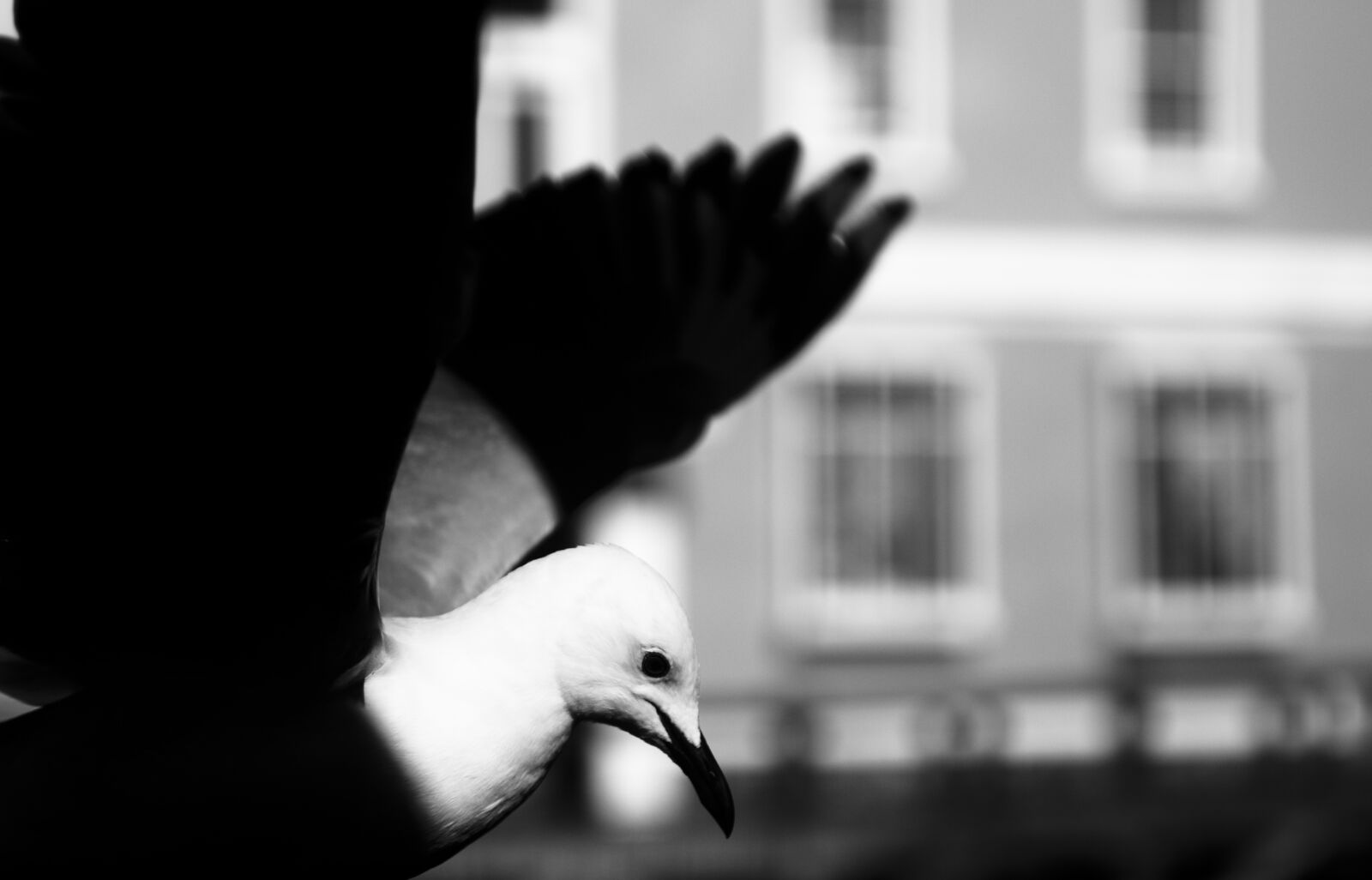 Nikon D80 sample photo. Bird, black, and, white photography