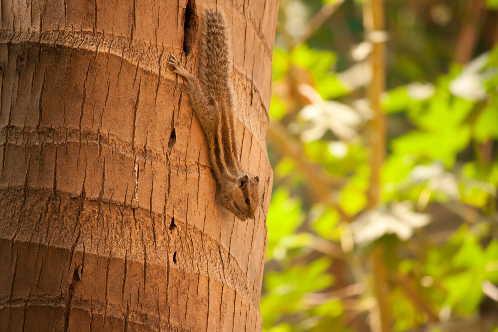 Canon EOS 1000D (EOS Digital Rebel XS / EOS Kiss F) + Canon EF-S 55-250mm F4-5.6 IS II sample photo. Squirrel, palm tree, climbing photography