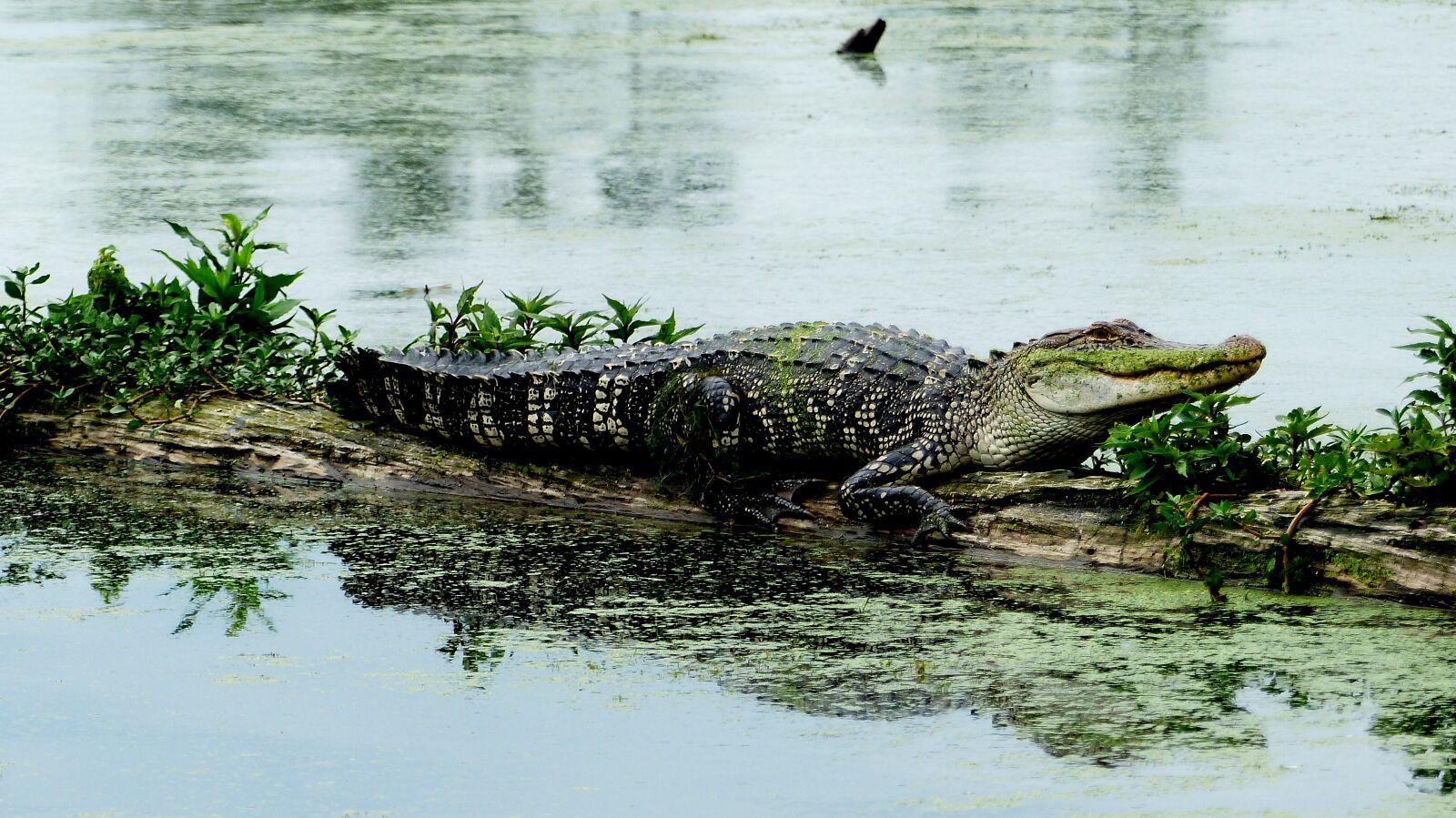 Panasonic Lumix DMC-FZ200 sample photo. Bayou, louisiana, alligator photography