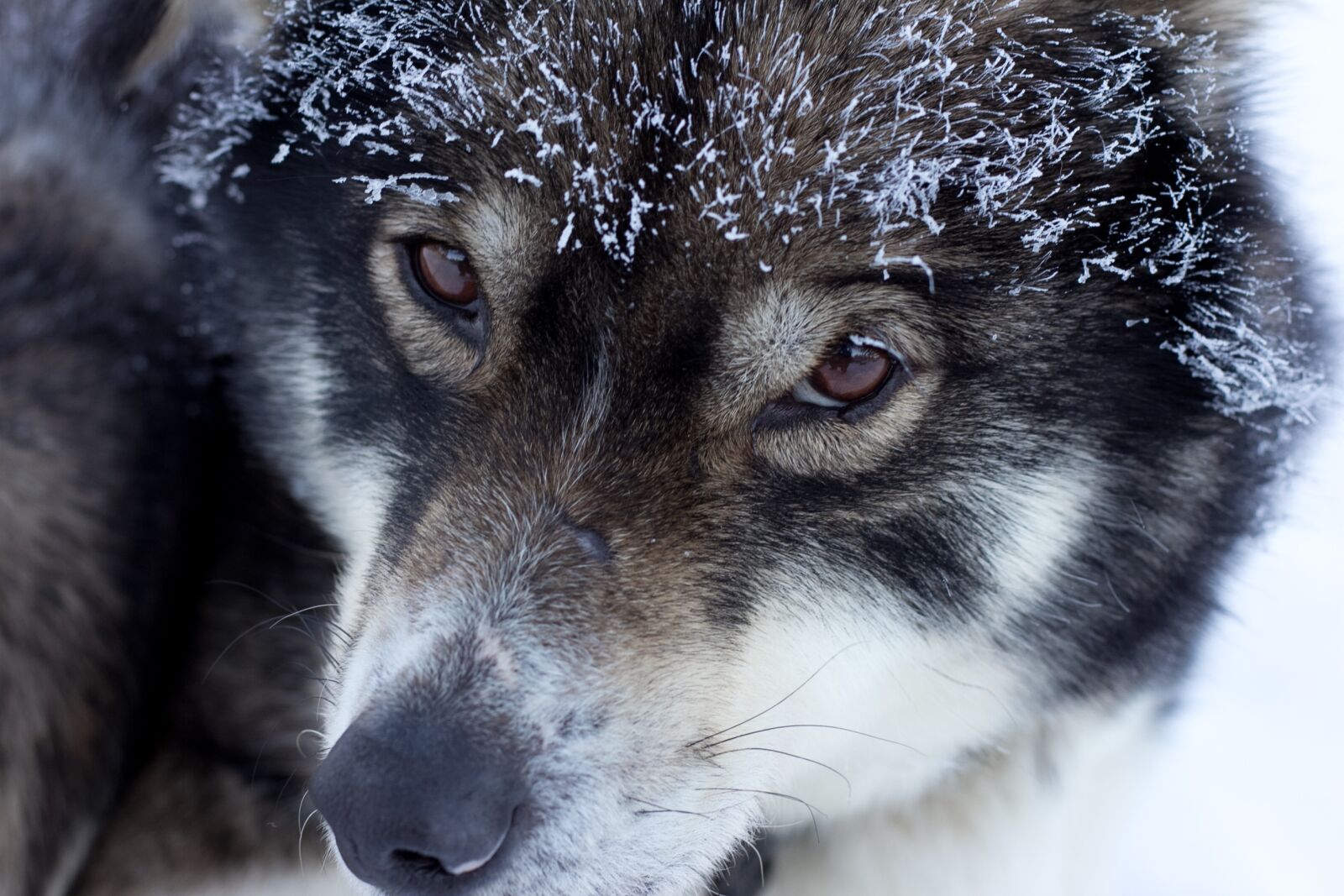 Canon EOS 60D + Canon EF 50mm F1.8 STM sample photo. Husky, finland, lapland photography