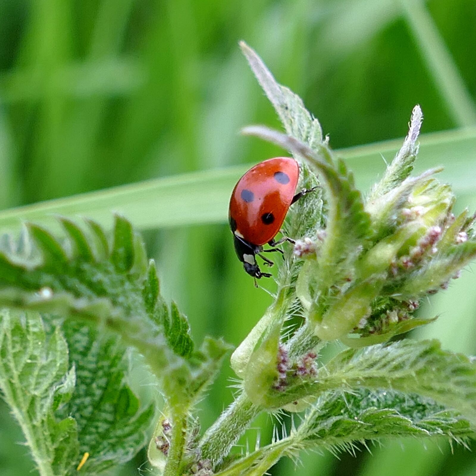 Panasonic Lumix DMC-FZ1000 sample photo. Beetle, ladybug, stinging nettle photography