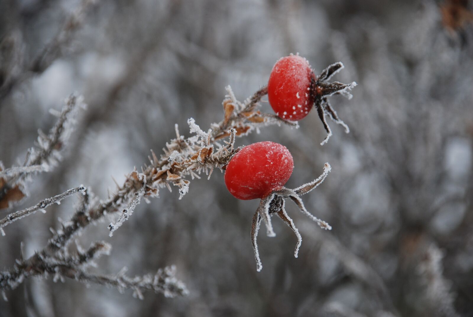 Nikon D80 sample photo. Winter, icing, frost photography