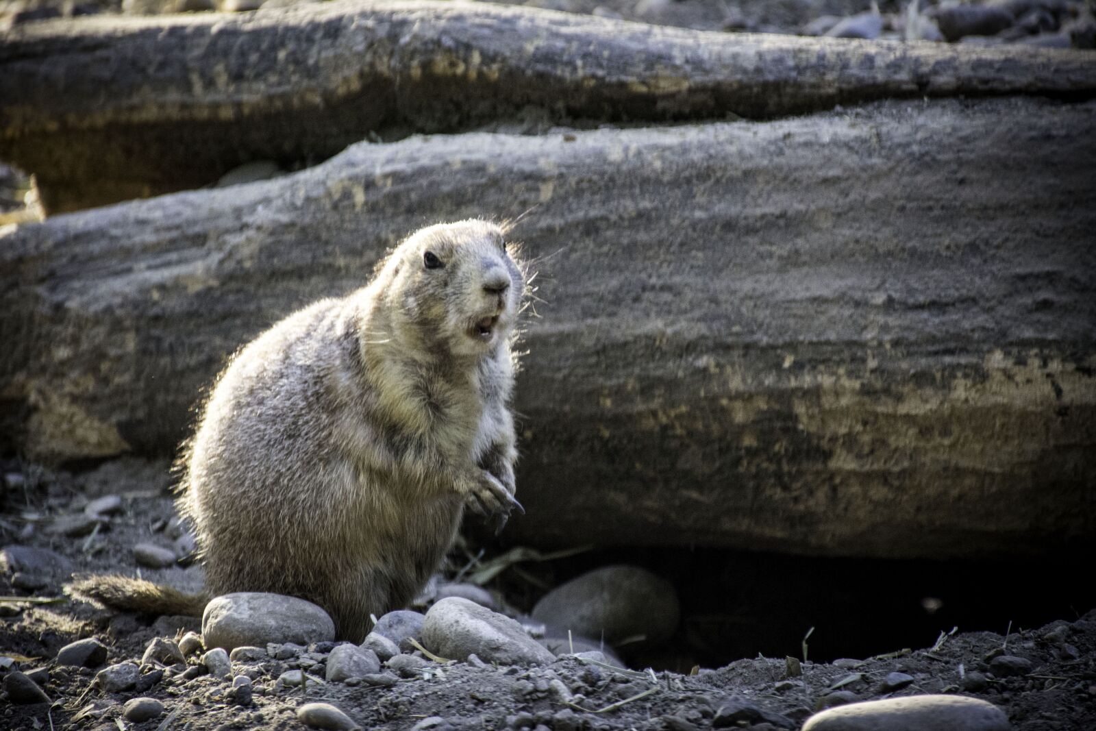 Nikon D7100 sample photo. Groundhog, zoo, animal photography