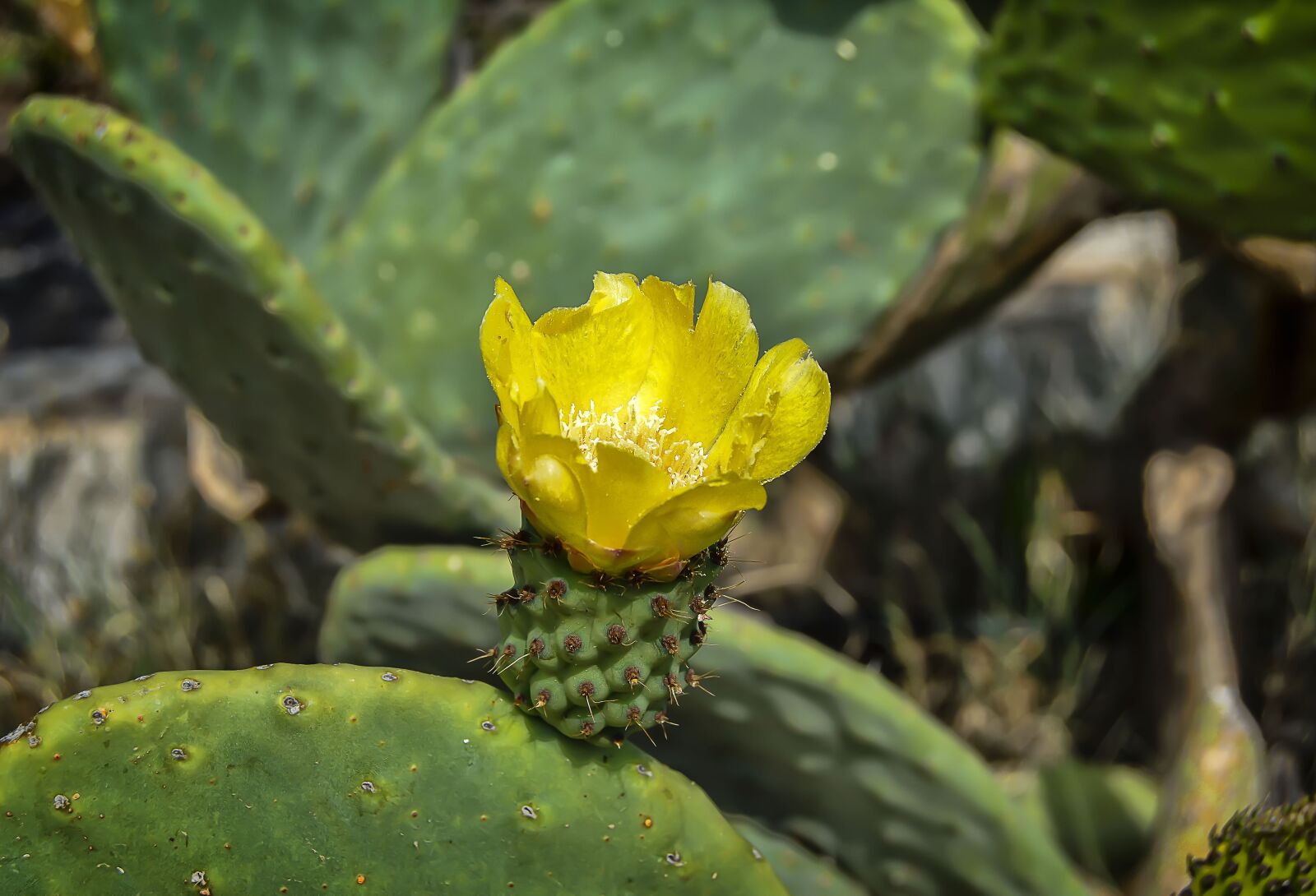 Nikon D3200 sample photo. Flower, yellow flower, prickly photography