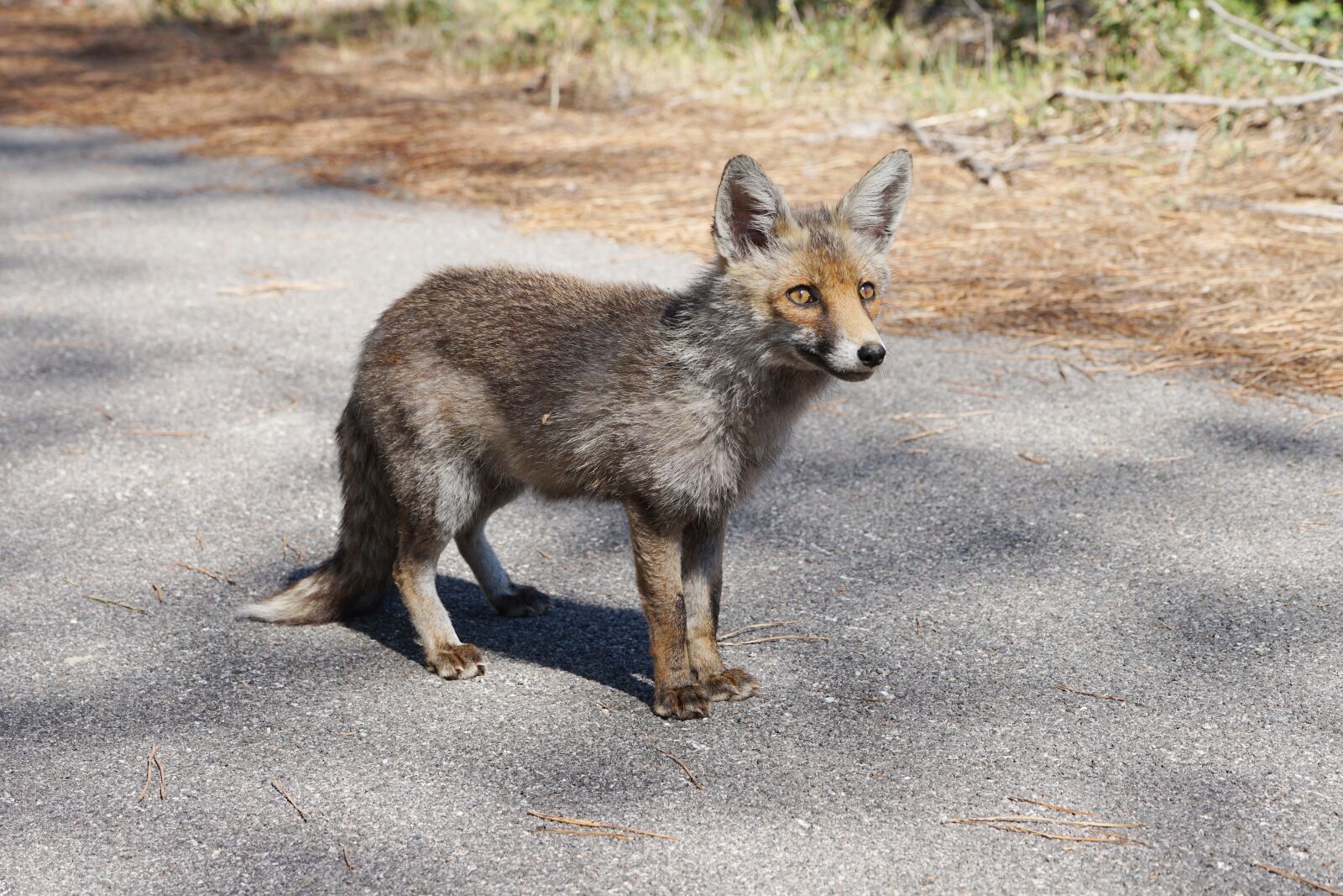Sony a7 II + Sony FE 70-200mm F4 G OSS sample photo. National park, fuchs, nature photography