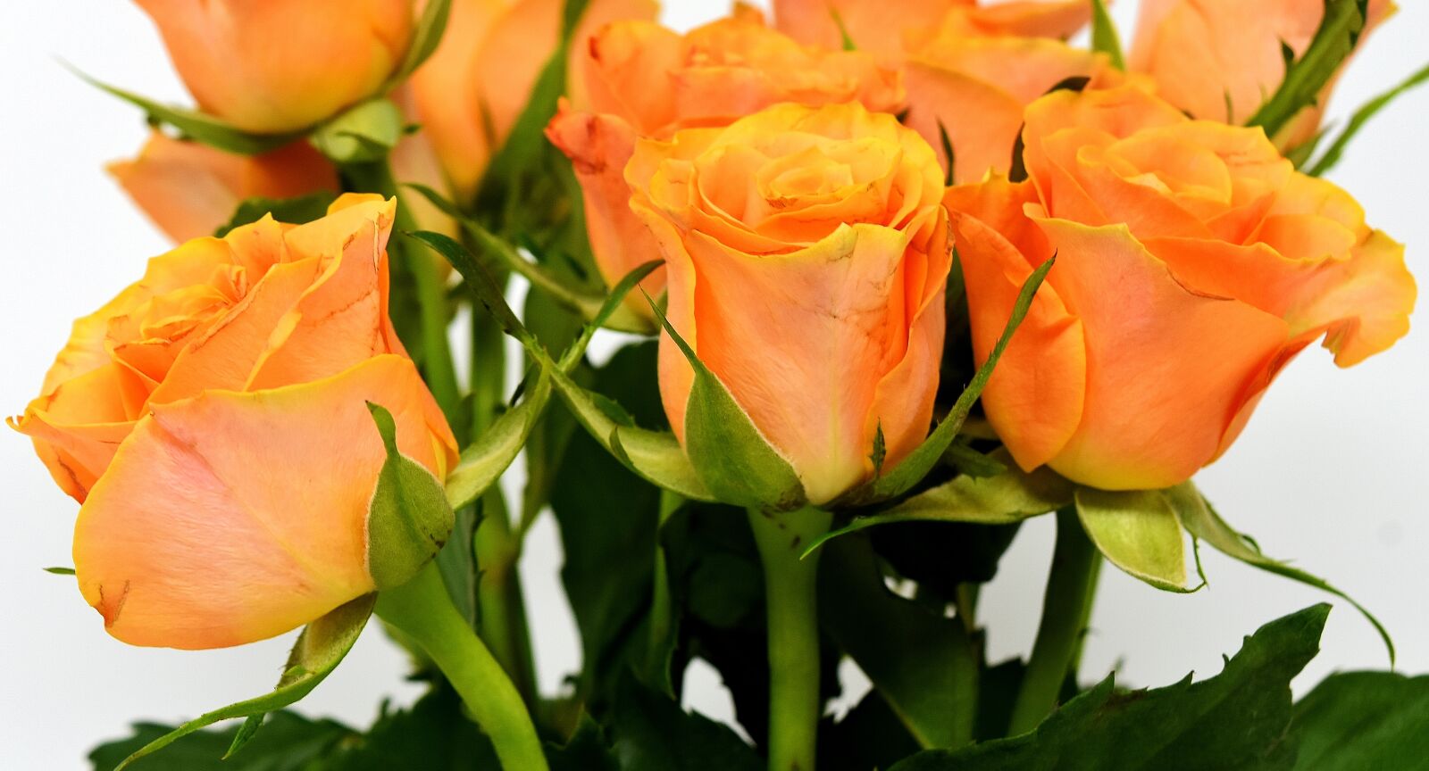 Nikon D7200 sample photo. Roses, flowers, blossom photography