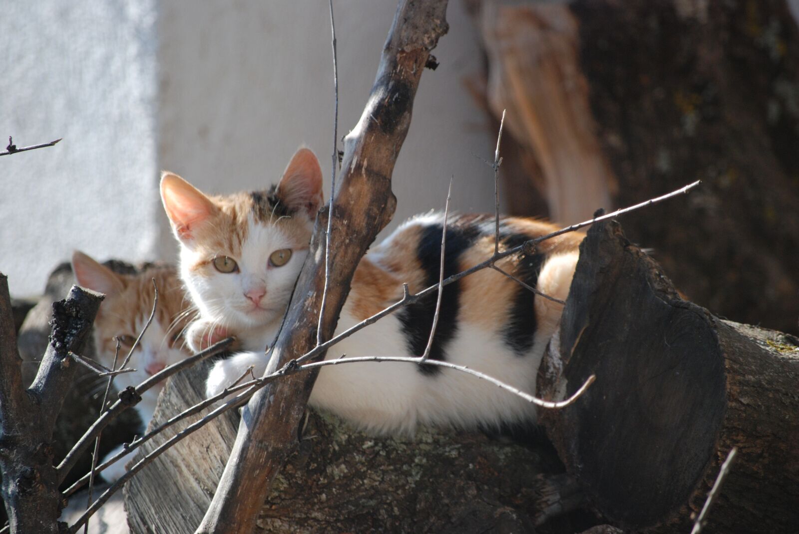 Nikon D80 sample photo. Cat, animal, greece photography
