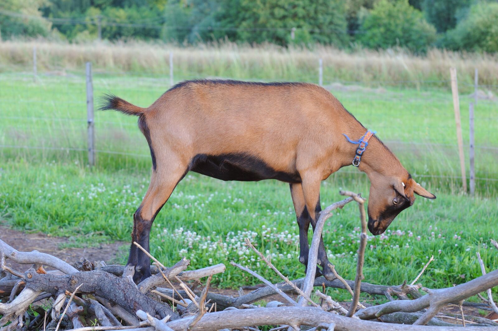 Nikon D300 sample photo. Goat, home, farm photography