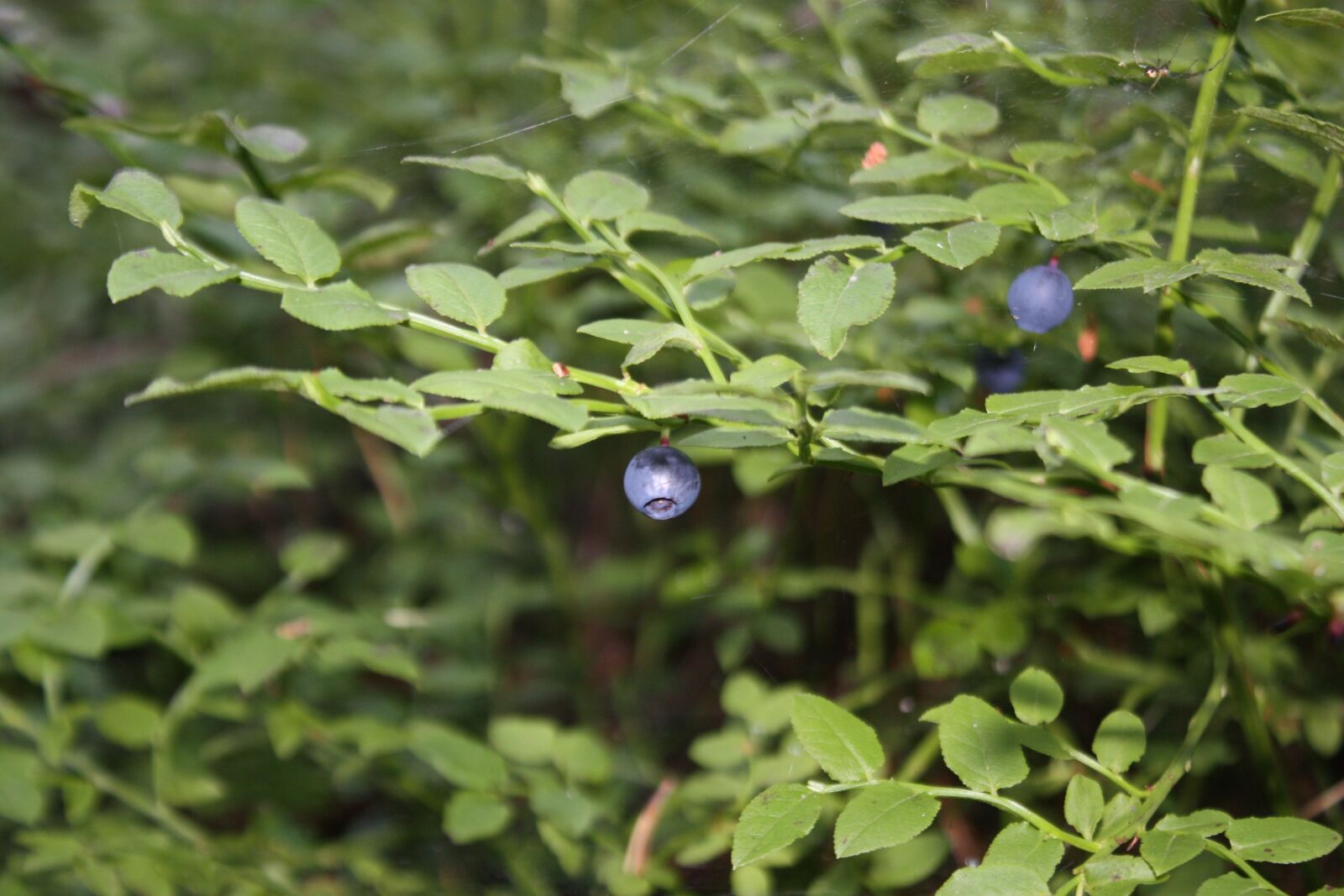 Canon EOS 450D (EOS Rebel XSi / EOS Kiss X2) sample photo. Blueberries, blueberry, berries photography