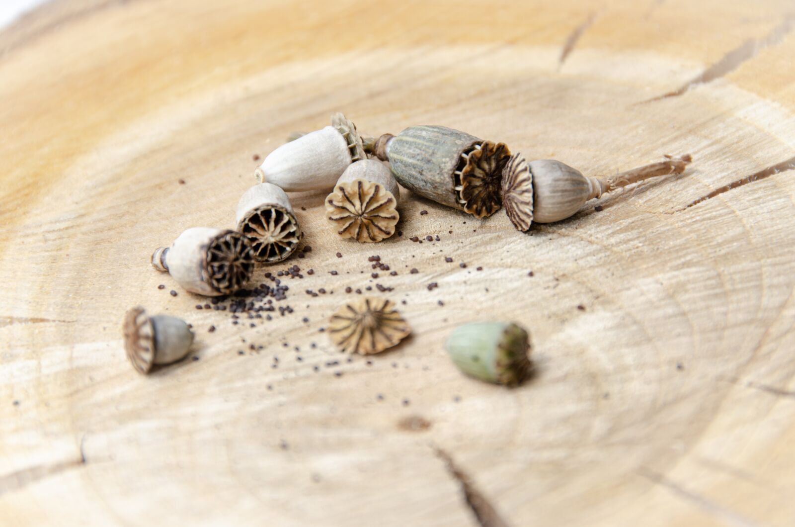 Nikon D7000 sample photo. Poppy, seeds, capsule photography