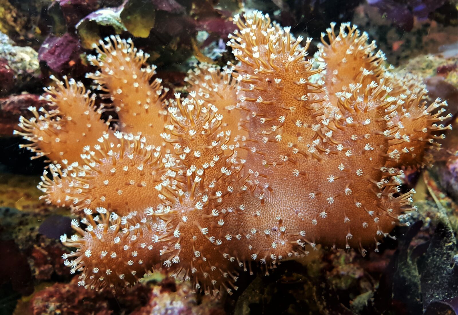Samsung Galaxy S9+ sample photo. Coral, sea, plant photography