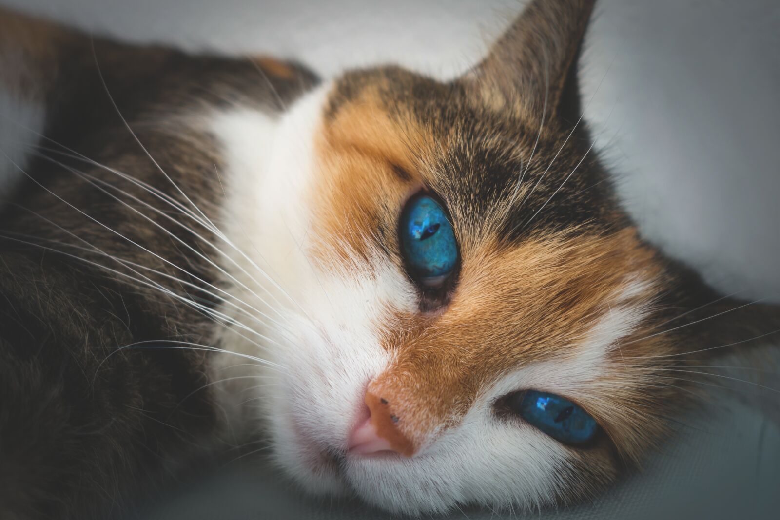 Sony Cyber-shot DSC-RX100 II sample photo. Cat, animal portrait, domestic photography