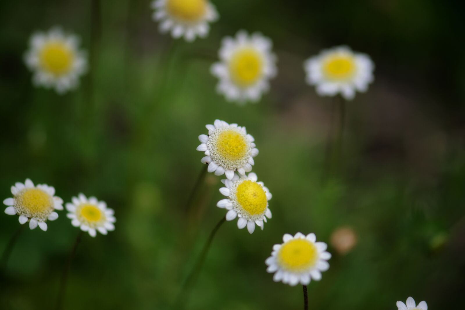 Nikon D3300 sample photo. Flowers, weeds, garden photography