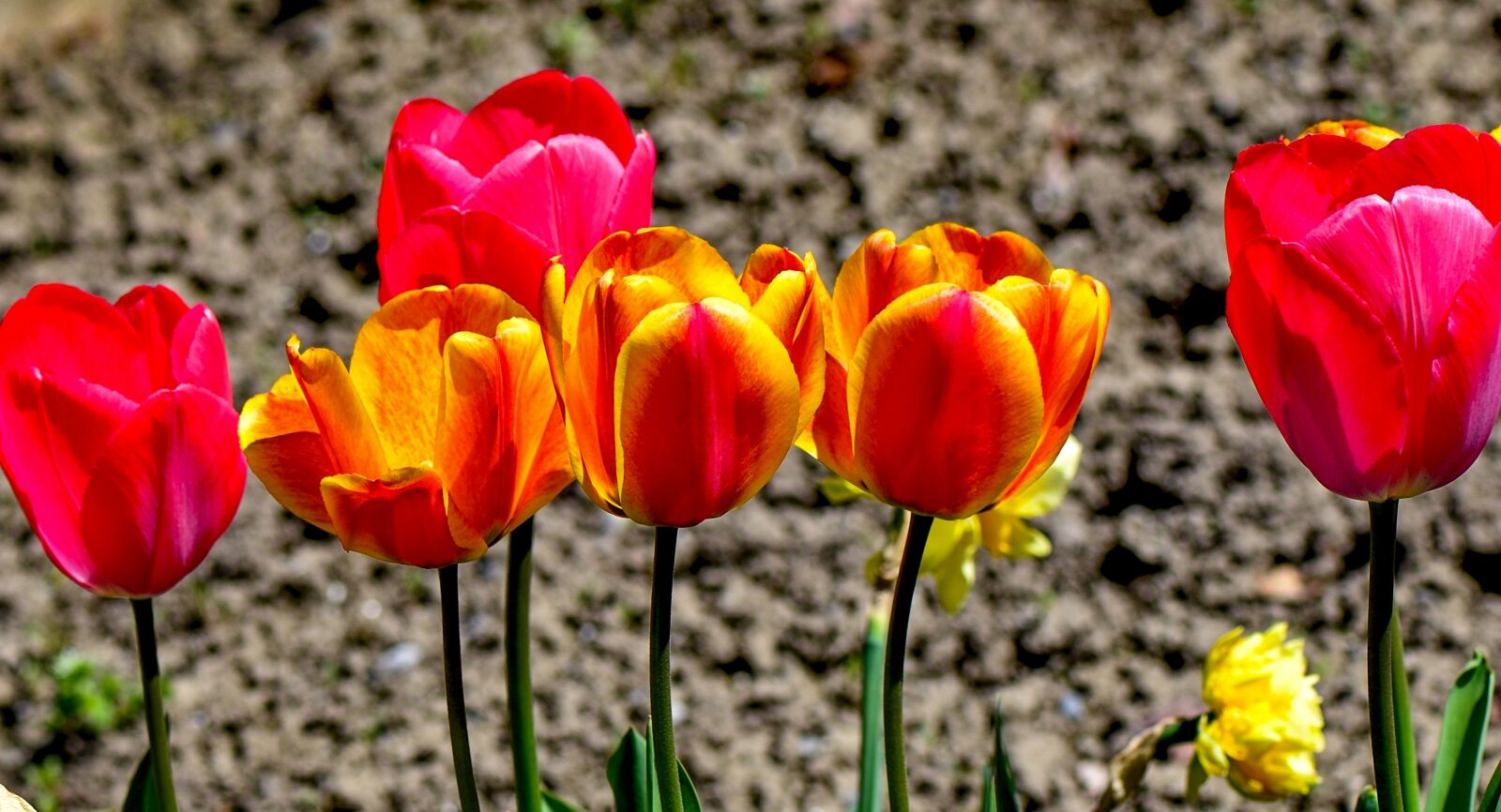 Nikon D7000 sample photo. Tulips, colorful, nature photography