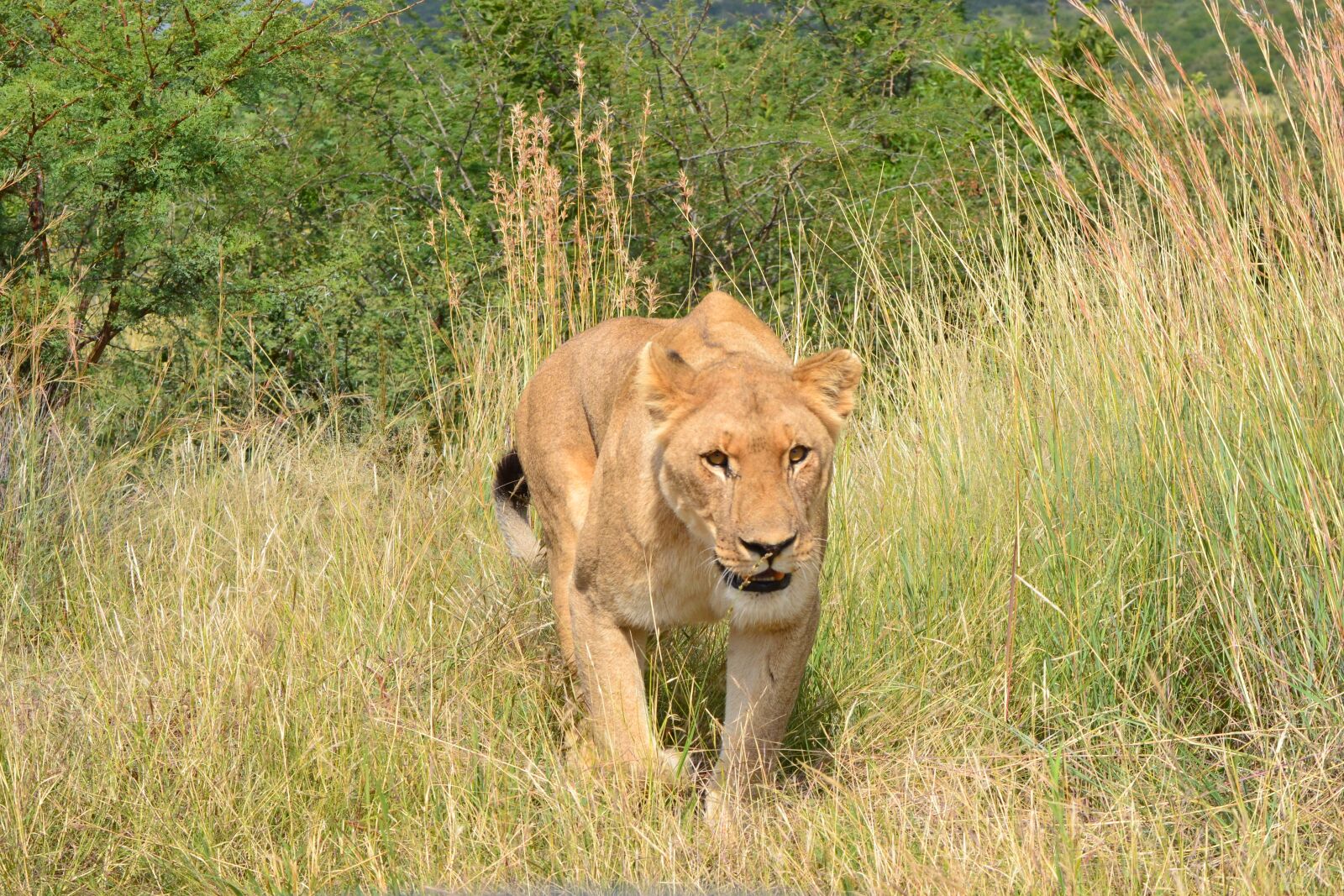 Nikon D3100 sample photo. Lioness, africa, wildlife photography