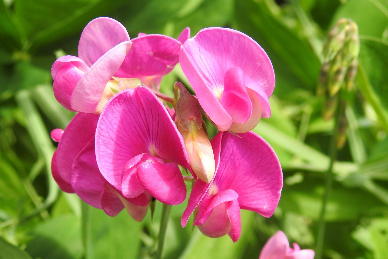 Nikon Coolpix P900 sample photo. Pea, vetch, red photography