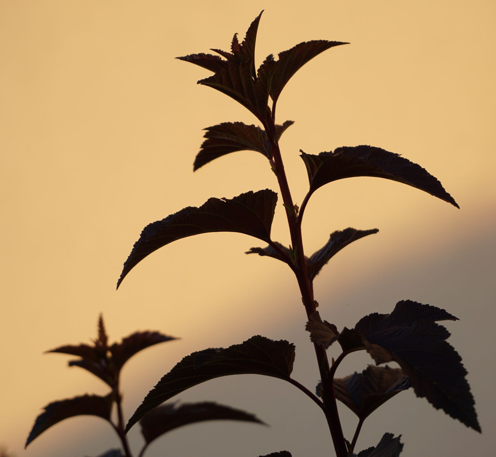 Sony a6000 sample photo. Plant, shadow, bush photography