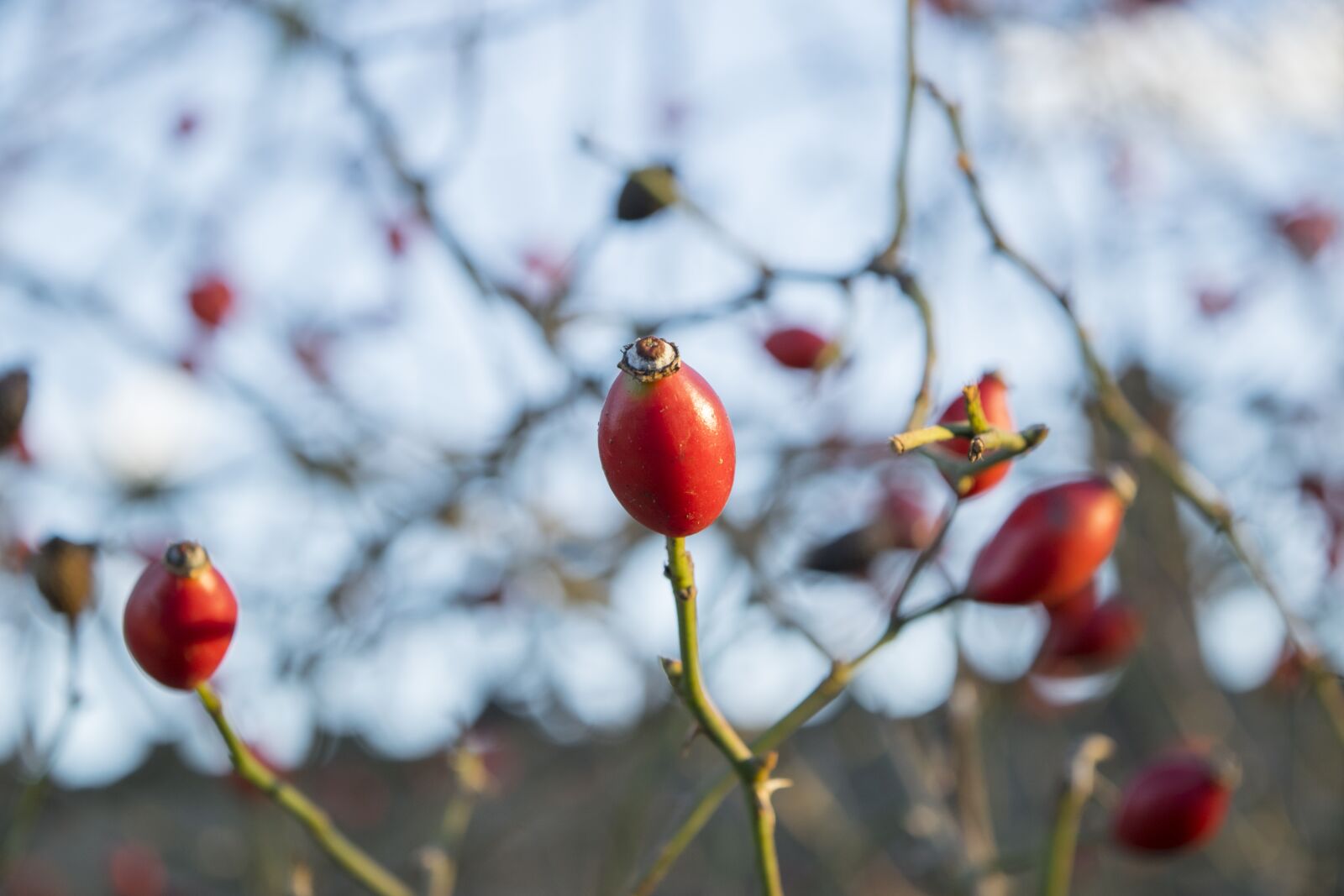 Nikon D5300 sample photo. Berry, plant, elijah clerici photography