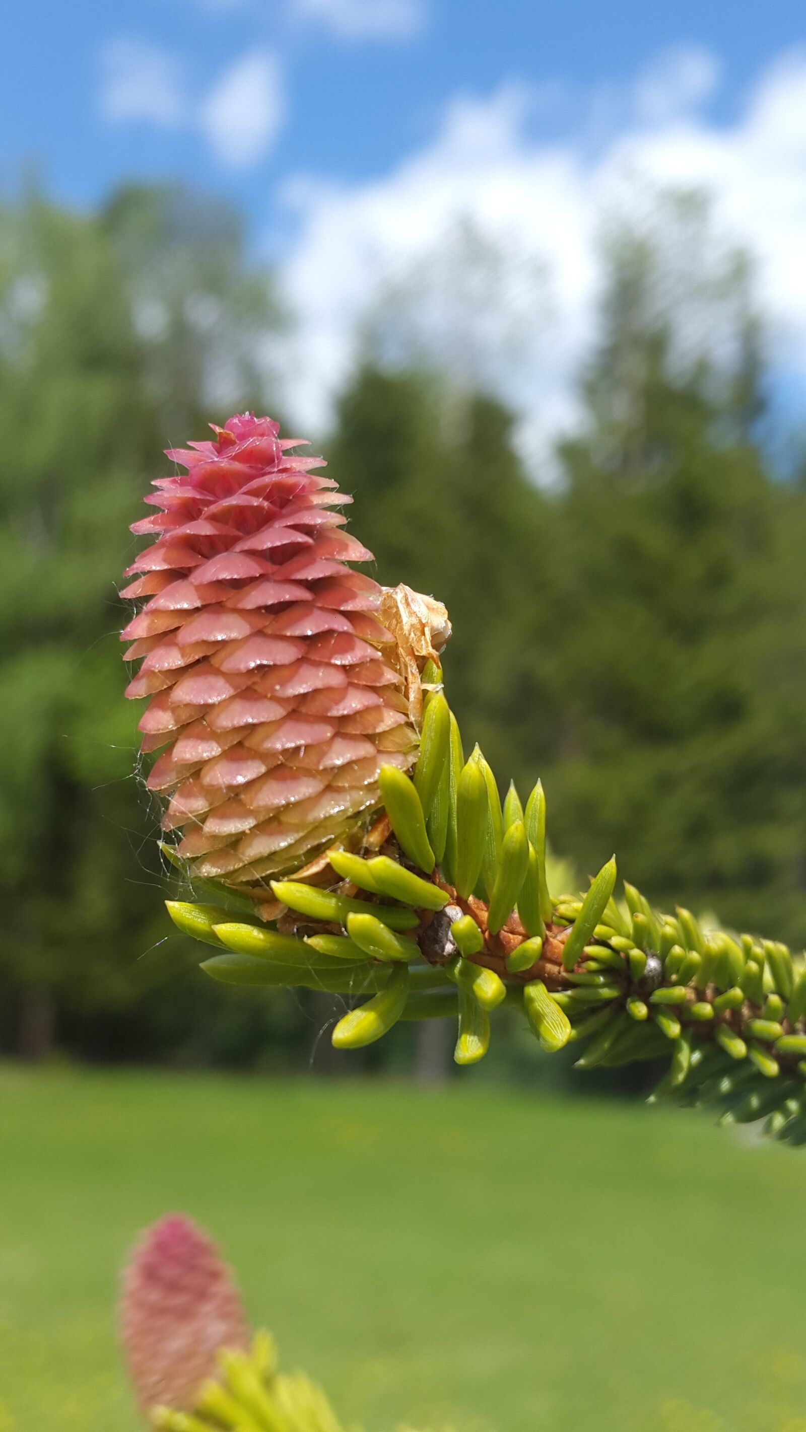 Samsung Galaxy Alpha sample photo. Pine cone, nature, spruce photography