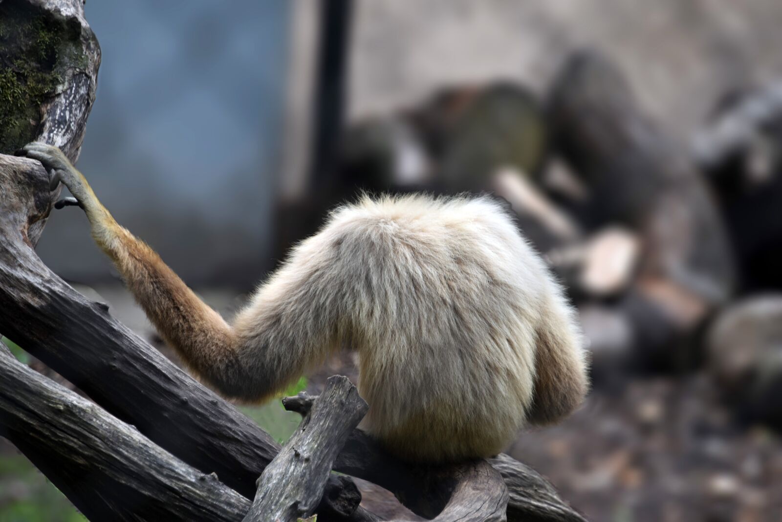 Nikon D810 sample photo. Monkey, mammal, zoo photography