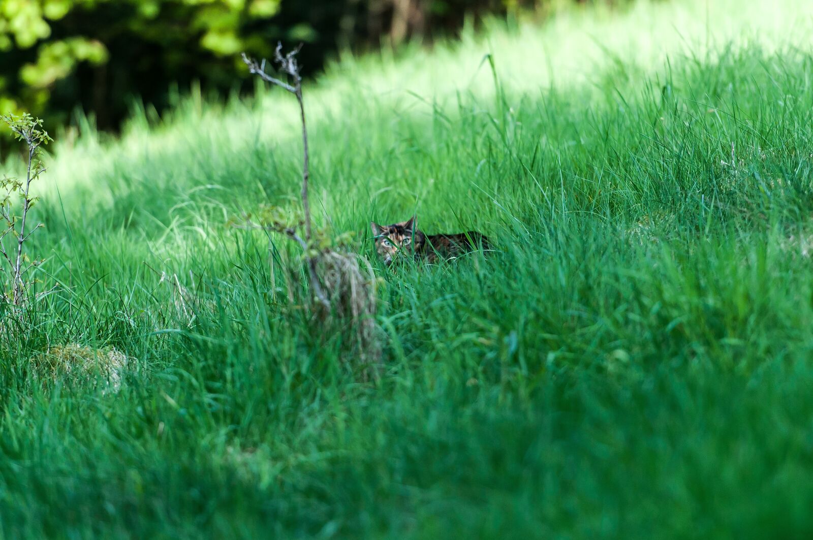 Nikon D5000 sample photo. Grass, nature, meadow photography