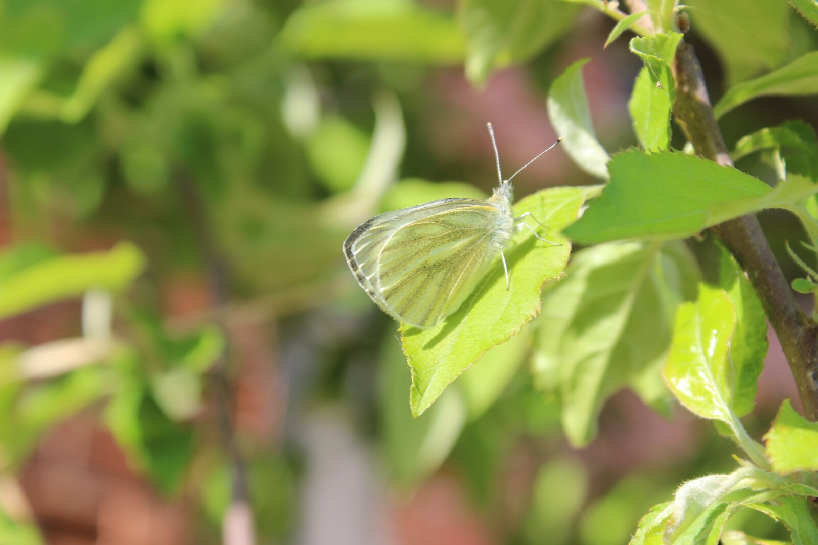 Canon EOS 600D (Rebel EOS T3i / EOS Kiss X5) sample photo. Butterfly, green, nature photography