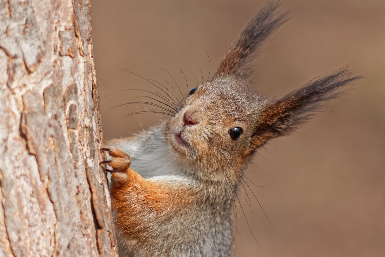 Canon EOS 500D (EOS Rebel T1i / EOS Kiss X3) sample photo. Squirrel, animal, portrait photography