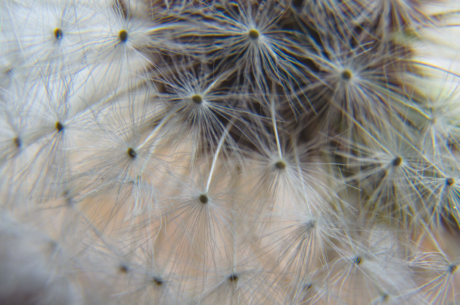 Nikon D5100 sample photo