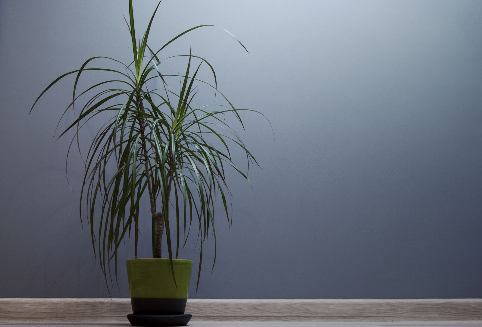Nikon D60 sample photo. Plant photography