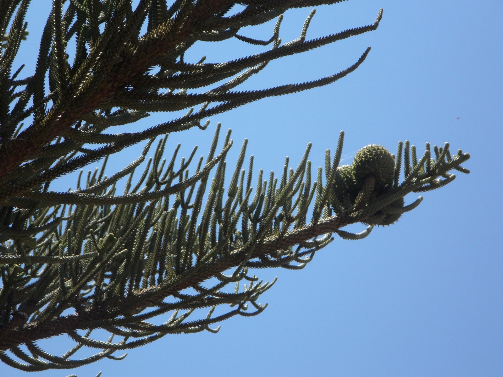 Samsung VLUU WB210, SAMSUNG WB210 sample photo. Araucaria, araucarie, promenade photography