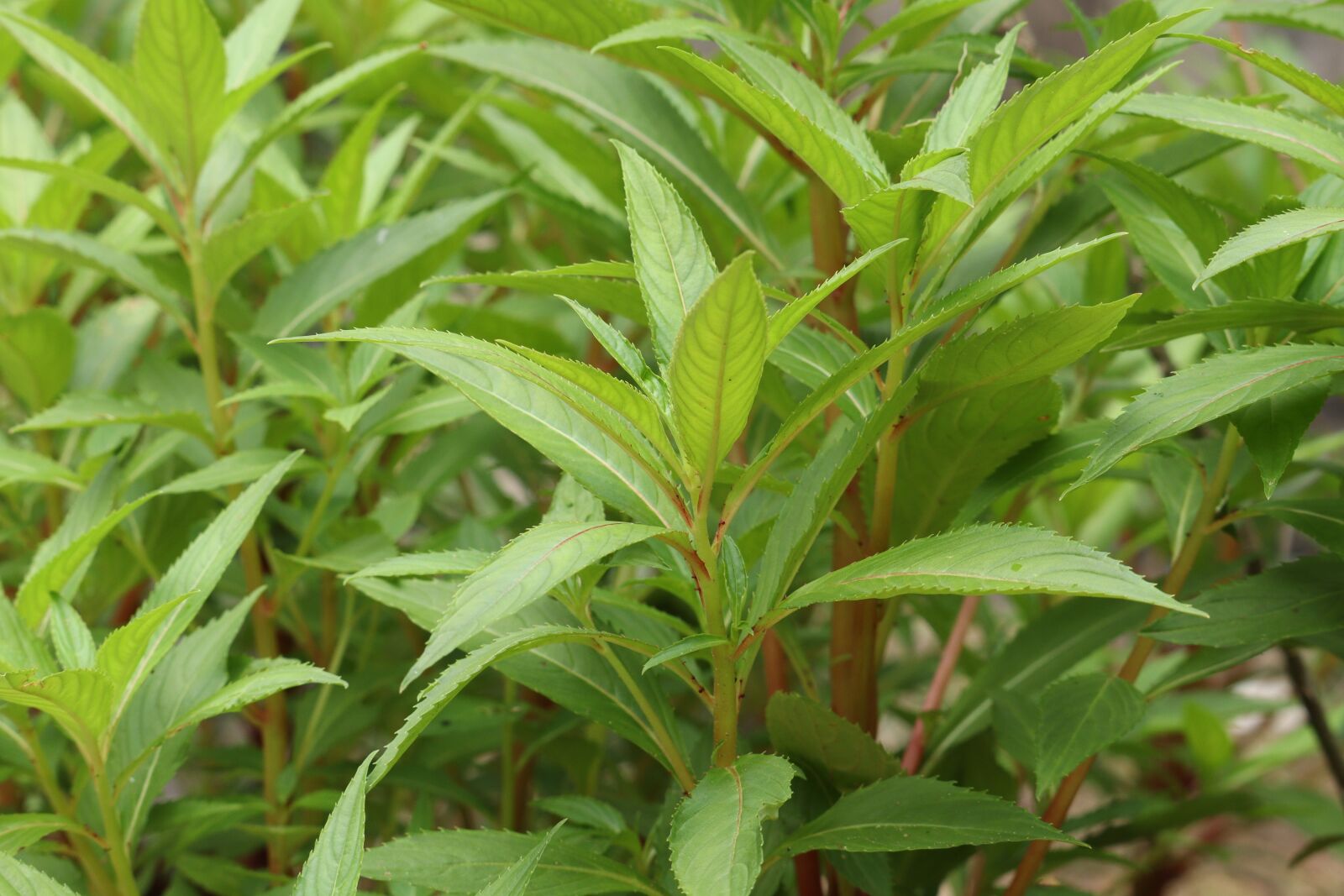 Canon EOS 250D (EOS Rebel SL3 / EOS Kiss X10 / EOS 200D II) sample photo. Leaf, small plant, green photography