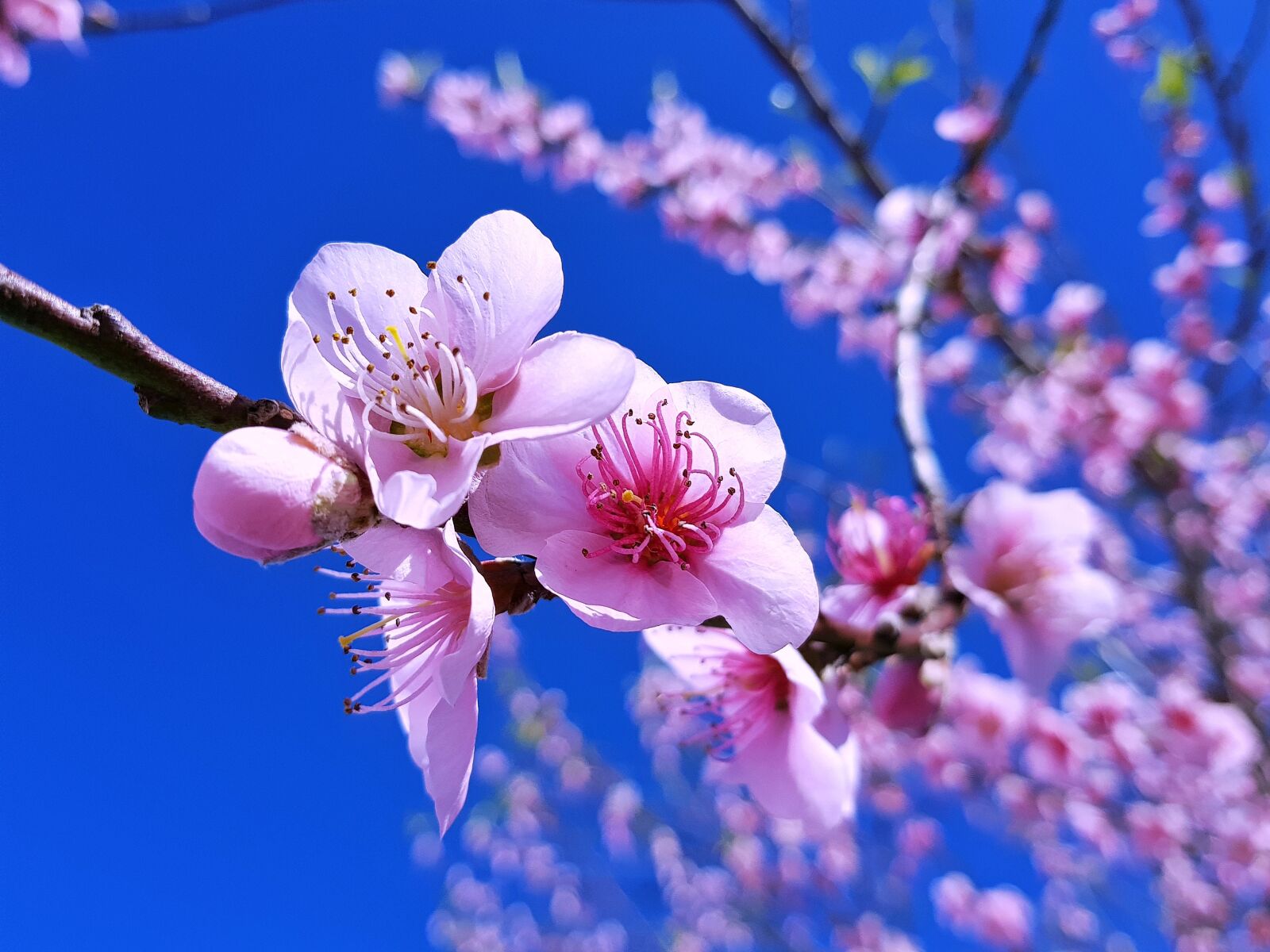 Samsung Galaxy S8+ sample photo. Peache flowers, flowers, nature photography
