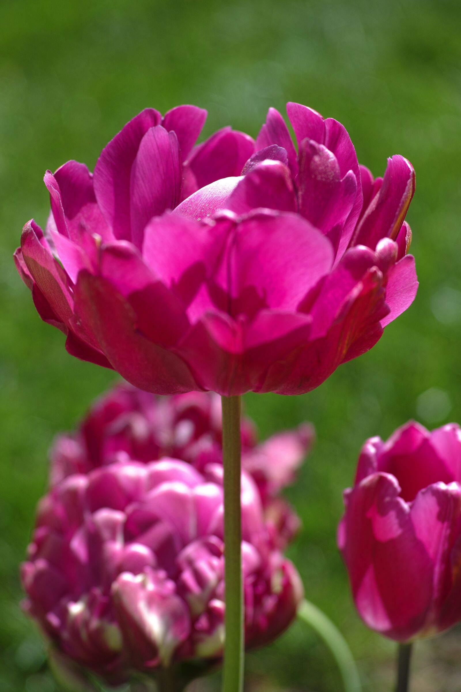 Sigma DP3 Merrill sample photo. Tulips, flower, flowers photography