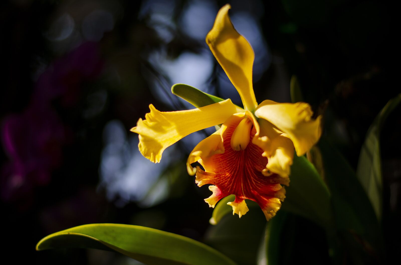 Nikon D7000 sample photo. Flower, flowers, nature photography