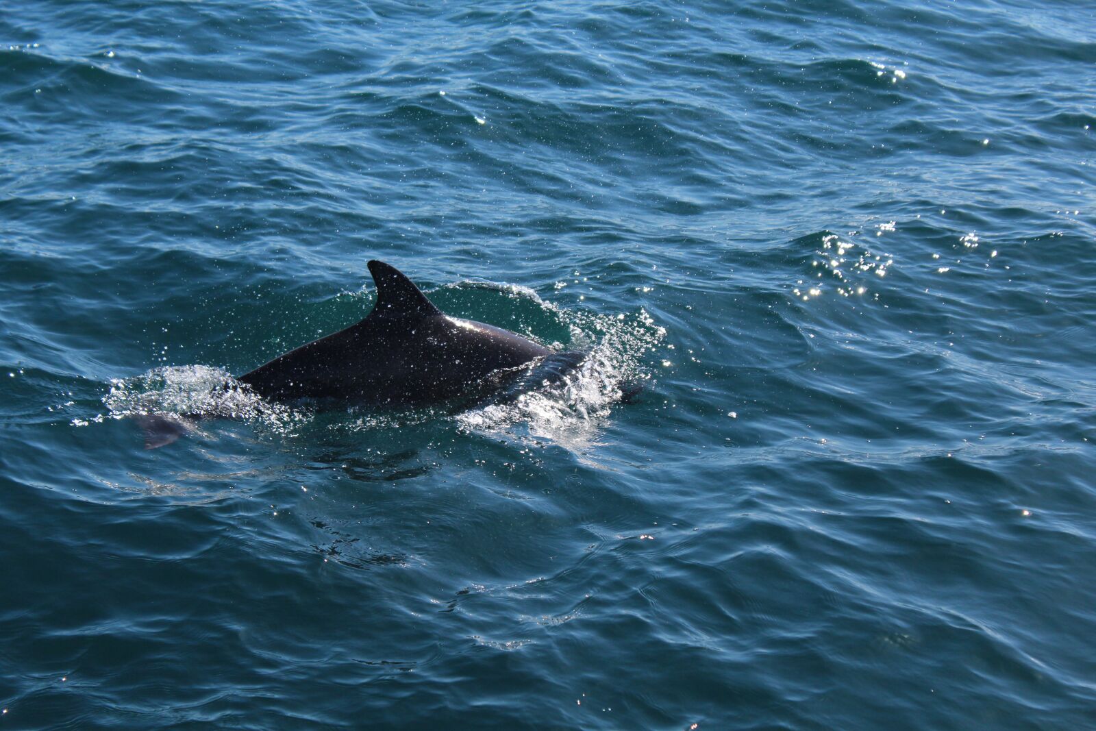 Canon EOS 1200D (EOS Rebel T5 / EOS Kiss X70 / EOS Hi) sample photo. Whales, australia, gold coast photography