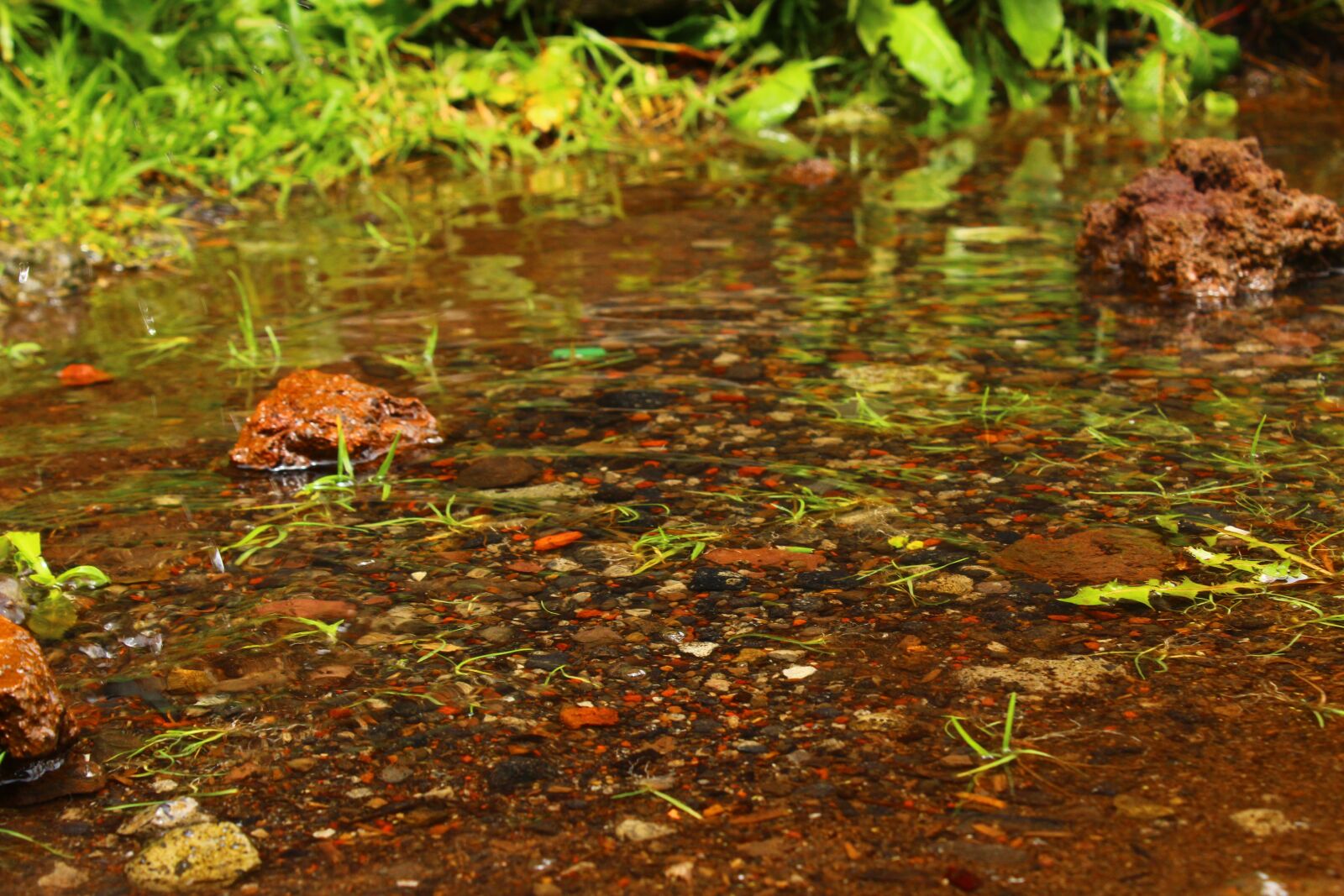 Canon EOS 1300D (EOS Rebel T6 / EOS Kiss X80) sample photo. Puddle, nature, grass photography