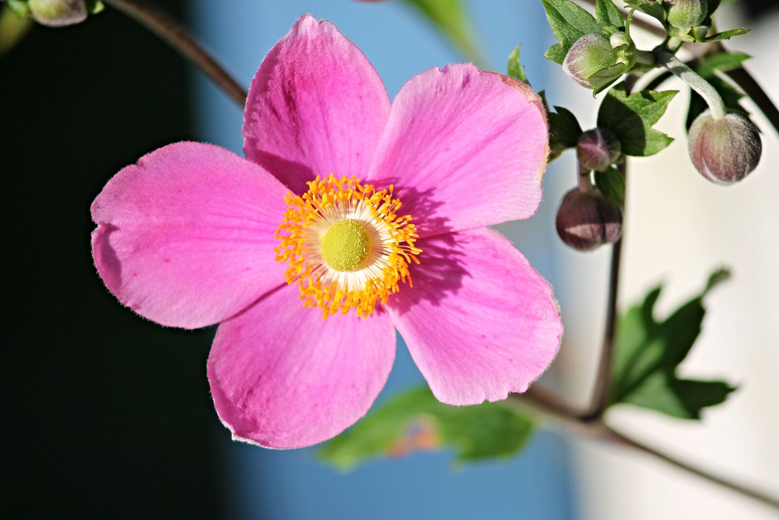Canon EOS 1100D (EOS Rebel T3 / EOS Kiss X50) sample photo. Fall anemone, anemone hupehensis photography