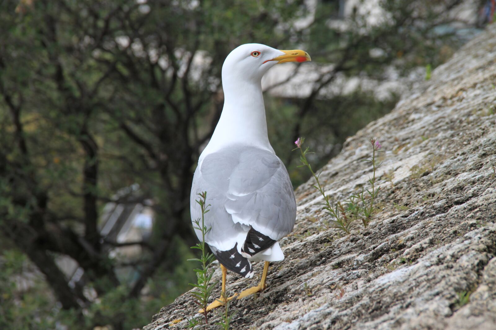 Canon EOS 500D (EOS Rebel T1i / EOS Kiss X3) sample photo. Seagull, gull, nature photography