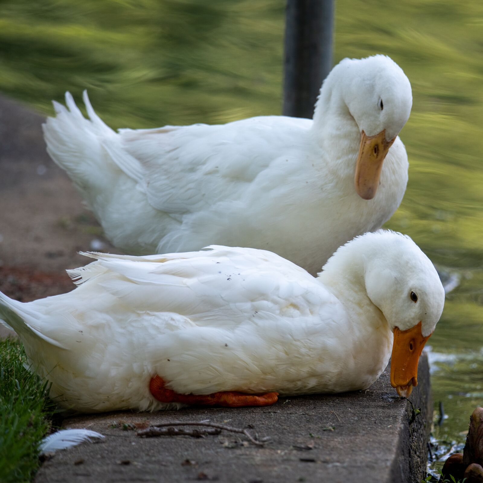 Nikon D850 sample photo. Duck, pekin, pekin duck photography