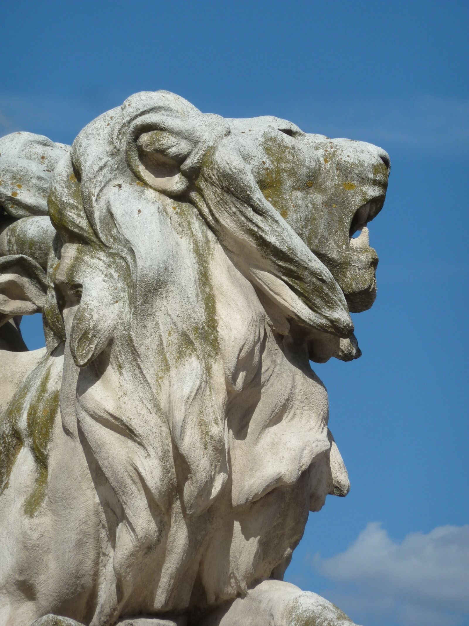 Panasonic Lumix DMC-ZS5 (Lumix DMC-TZ8) sample photo. Lion, image, blue sky photography