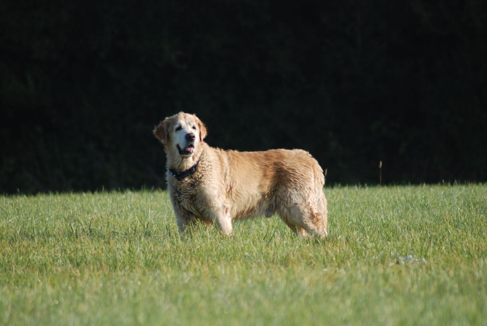 Nikon D80 sample photo. Golden retriever, male, pet photography