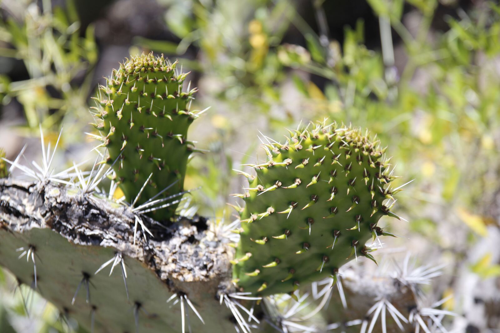 Canon EOS 600D (Rebel EOS T3i / EOS Kiss X5) sample photo. Cactus, out, mexico photography