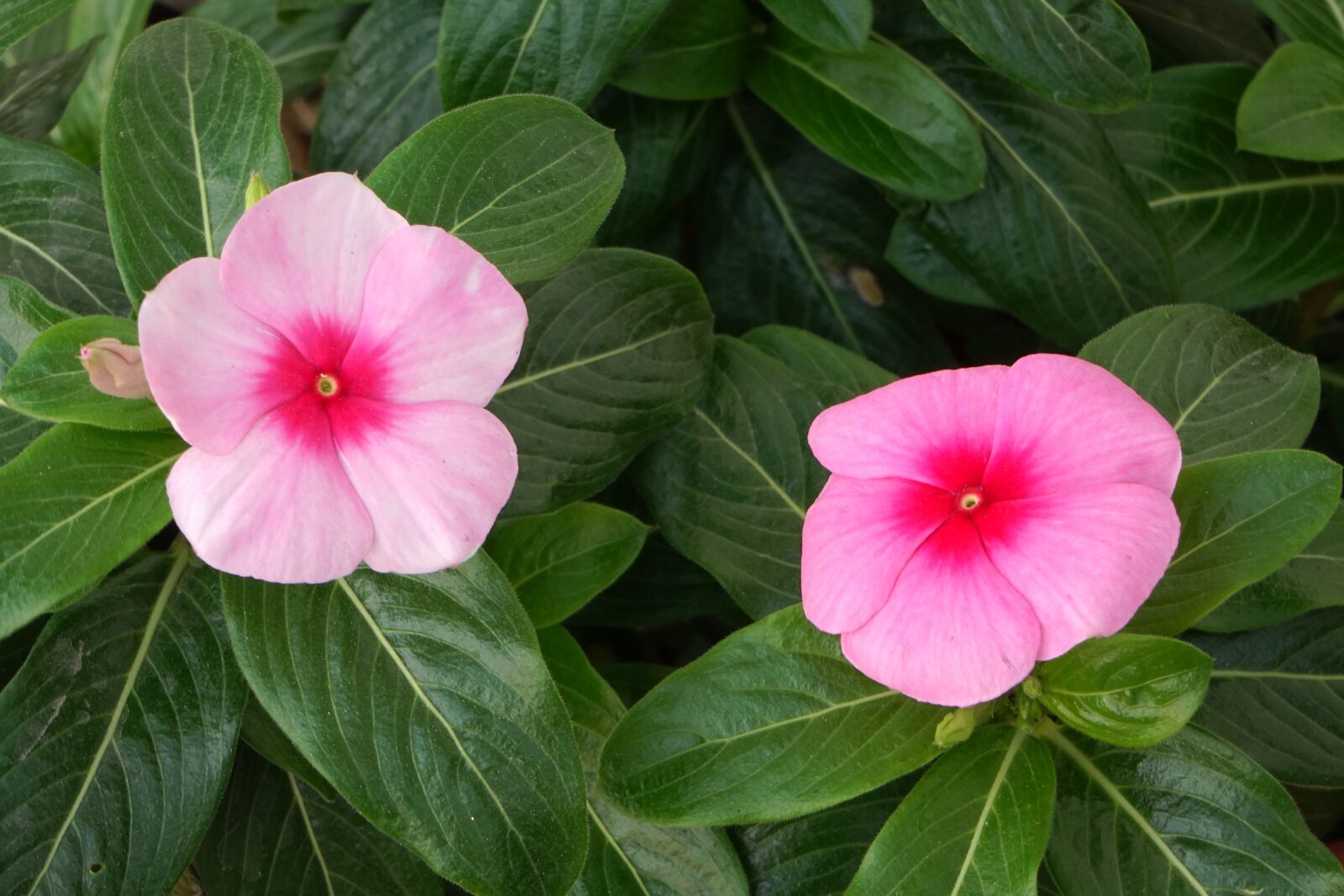 Sony Cyber-shot DSC-RX10 sample photo. Spring every day, day photography