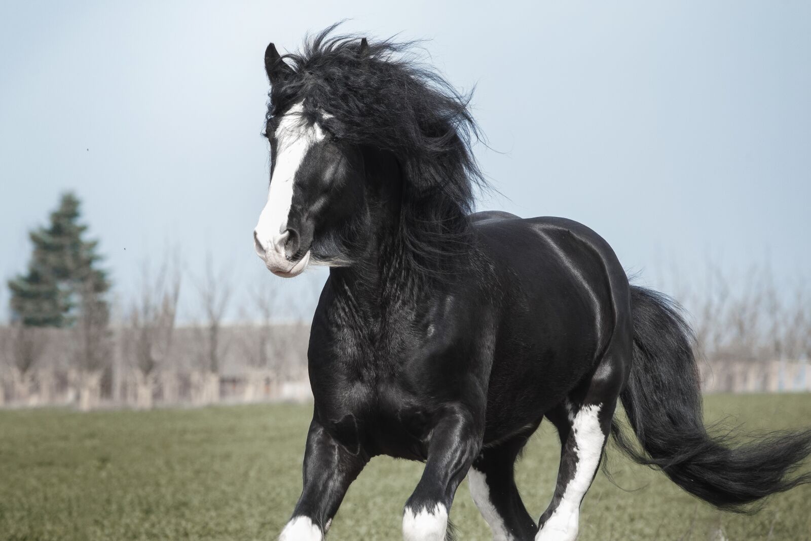 Canon EF 70-200mm F2.8L USM sample photo. Horse, animal, nature photography